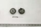 Click for 1 image(s) for this accession. FRUIT